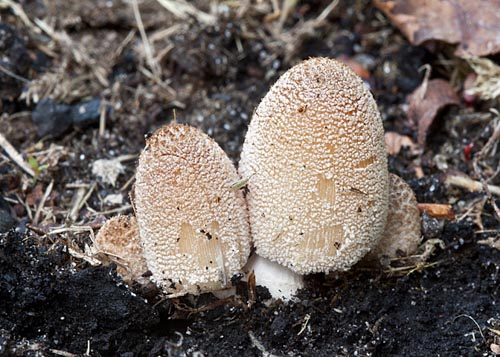 Coprinellus xanthothrix